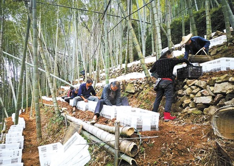 深挖森林“钱库”，，，浙江林下生“金”