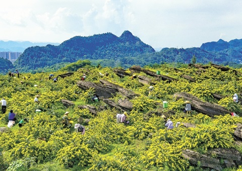 重庆秀山：一朵山银花，，，绽放19亿元综合产值